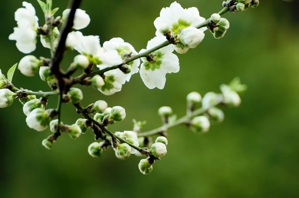 清明节.png